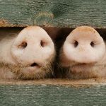 Why science, the Bible, the Quran, and the Torah consider pork unclean for human consumption